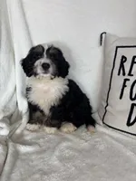 Mason, a male Bernedoodle for sale in Greenfield, IN – 5 of 5