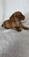 Dylan , a male Dachshund for sale in Greenfield, IN – 3 of 5