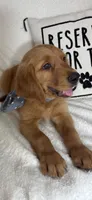 Gizmo, a male Golden Retriever for sale in Greenfield, IN – 2 of 5