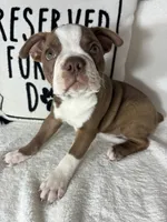 Ben, a male Boston Terrier for sale in Greenfield, IN – 3 of 5