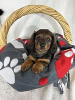 Dixie, a female Dachshund for sale in Greenfield, IN – 2 of 4