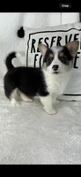 Casper , a male Pembroke Welsh Corgi for sale in Greenfield, IN – 5 of 5