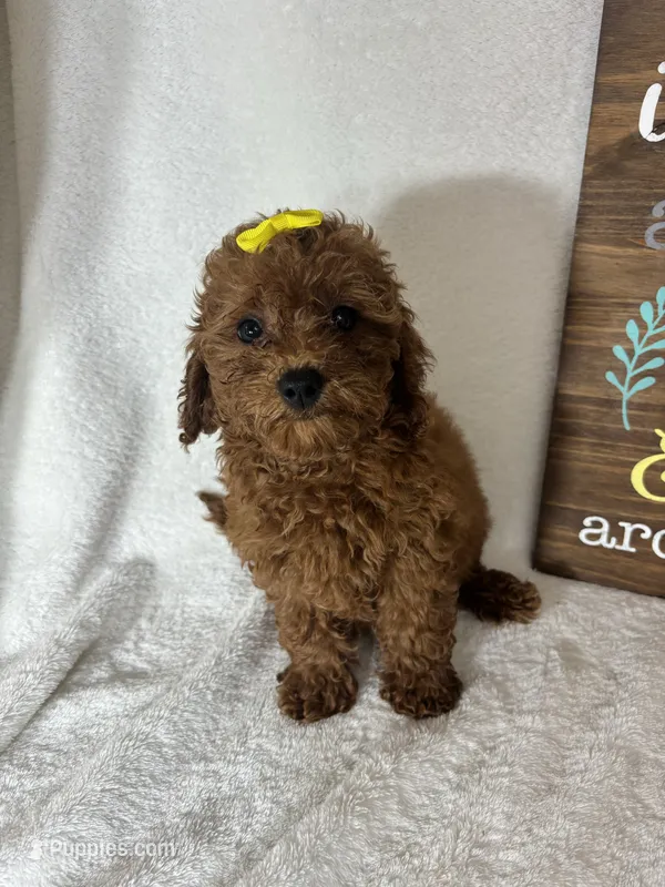 Ginger – Miniature Goldendoodle puppy for sale in Greenfield, IN