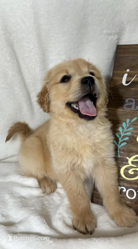 Blondie – Golden Retriever puppy for sale in Greenfield, IN