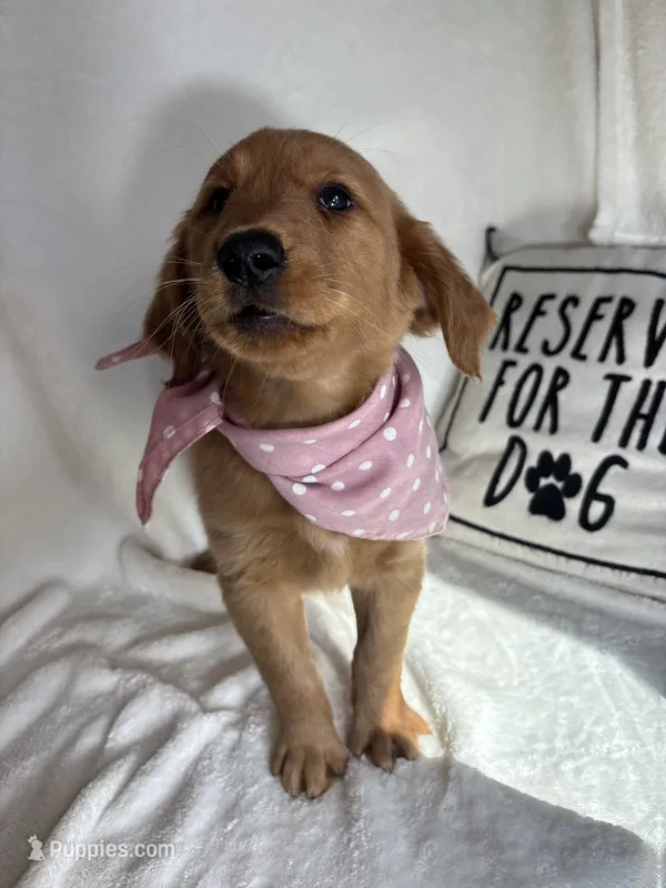 Gigi – Golden Retriever puppy for sale in Greenfield, IN