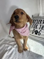 Gigi, a female Golden Retriever for sale in Greenfield, IN – 1 of 5