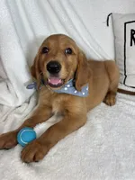 Gismo , a male Golden Retriever for sale in Greenfield, IN – 1 of 5