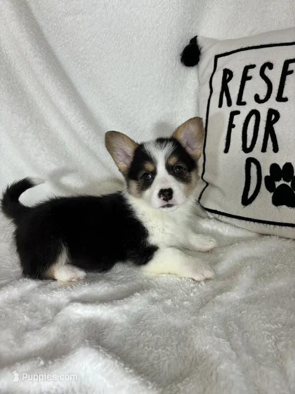 Chloe  – Pembroke Welsh Corgi puppy for sale in Greenfield, IN