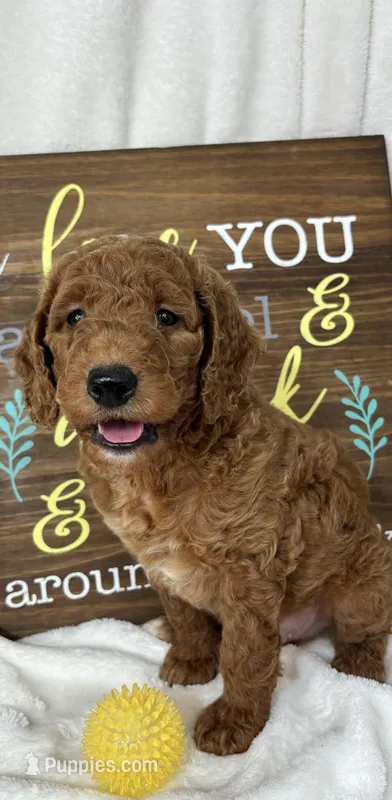 Giligan – Miniature Goldendoodle puppy for sale in Greenfield, IN