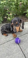 Rick, a male Miniature Dachshund for sale in Greenfield, IN – 1 of 7