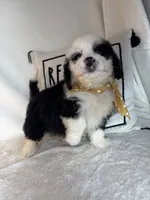 Max, a male Bernedoodle for sale in Greenfield, IN – 4 of 5
