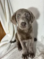 Maggie, a female Labrador Retriever for sale in Greenfield, IN – 4 of 5