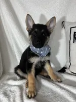 Gage, a male German Shepherd Dog for sale in Greenfield, IN – 3 of 6
