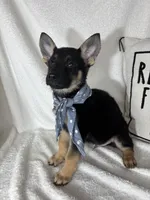 Gabe , a male German Shepherd Dog for sale in Greenfield, IN – 4 of 5