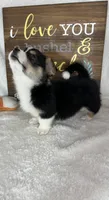 Chico (Mothers Day Special), a male Pembroke Welsh Corgi for sale in Greenfield, IN – 4 of 5