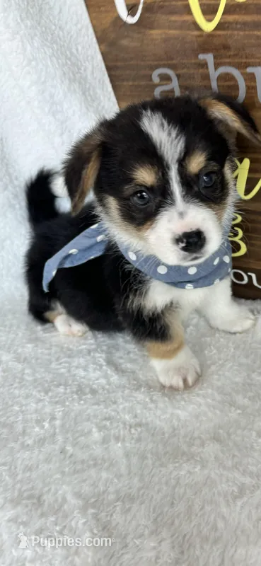 Chico (Mothers Day Special) – Pembroke Welsh Corgi puppy for sale in Greenfield, IN