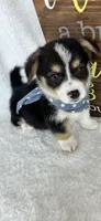 Chico (Mothers Day Special), a male Pembroke Welsh Corgi for sale in Greenfield, IN – 1 of 5