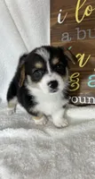 Chico (Mothers Day Special), a male Pembroke Welsh Corgi for sale in Greenfield, IN – 5 of 5