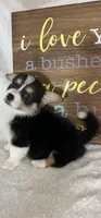 Chico (Mothers Day Special), a male Pembroke Welsh Corgi for sale in Greenfield, IN – 2 of 5