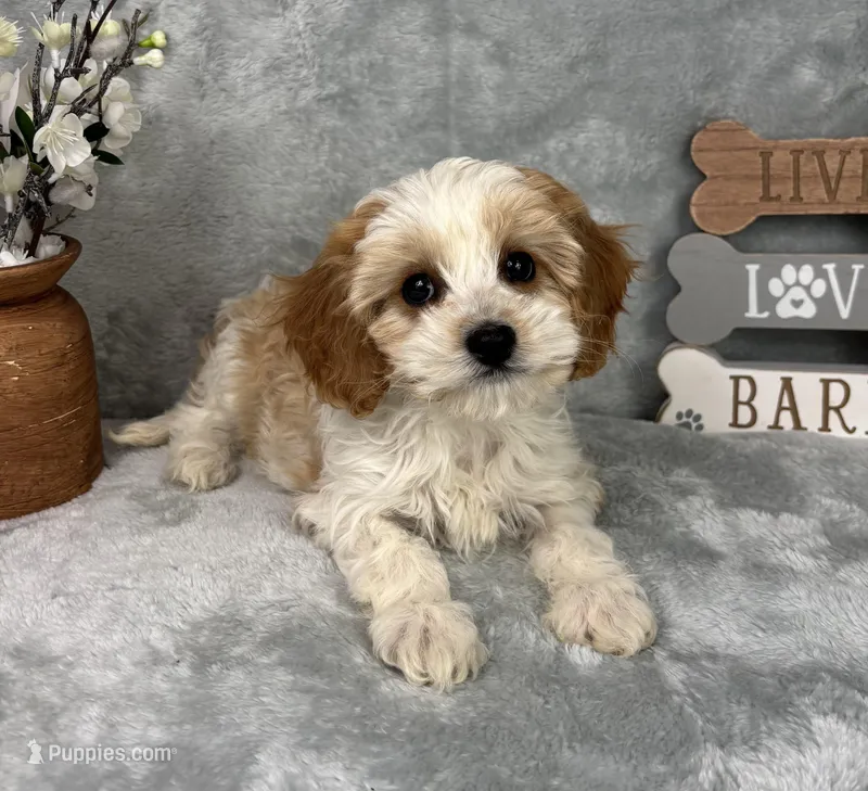 Joey – Cavapoo puppy for sale in Greenfield, IN