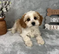 Joey, a male Cavapoo for sale in Greenfield, IN – Photo 1 of 5