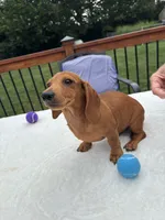 Rex, a male Miniature Dachshund for sale in Greenfield, IN – 5 of 5