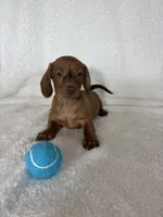 Dexter, a male Dachshund for sale in Greenfield, IN – 2 of 6