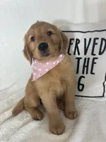 Butterscotch, a female Golden Retriever for sale in Greenfield, IN – 3 of 5