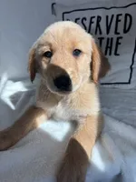 Gus, a male Golden Retriever for sale in Greenfield, IN – 1 of 5