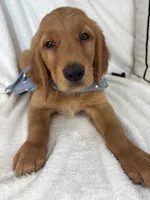 Goose, a male Golden Retriever for sale in Greenfield, IN – 3 of 9