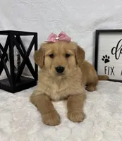 Gigi, a female Golden Retriever for sale in Greenfield, IN – Photo 2 of 5