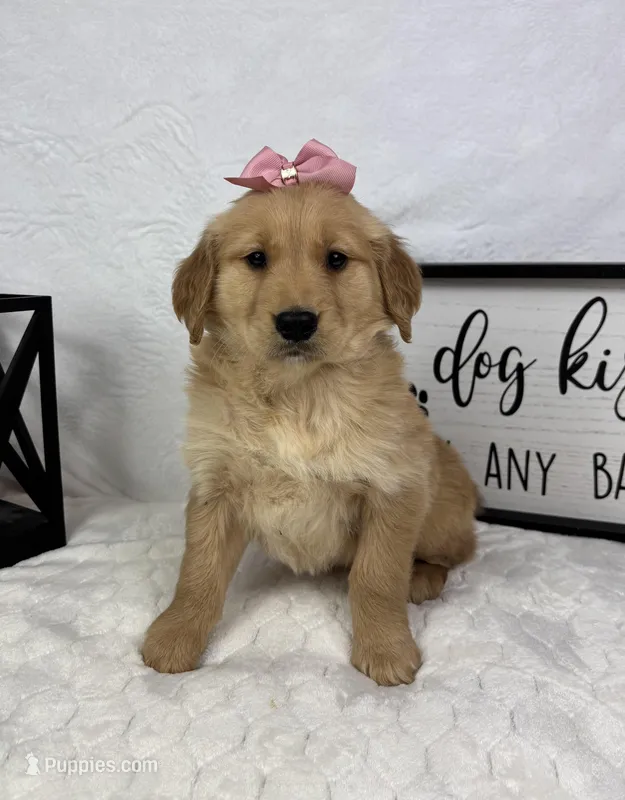 Gigi, a female Golden Retriever for sale in Greenfield, IN – Photo 1 of 5