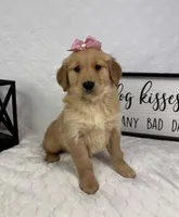 Gigi, a female Golden Retriever for sale in Greenfield, IN – Photo 5 of 5