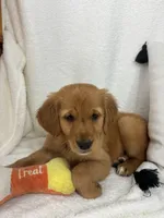 Ginger, a female Golden Retriever for sale in Greenfield, IN – 3 of 4