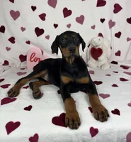 Daisey, a female Doberman Pinscher for sale in Greenfield, IN – Photo 5 of 5