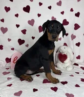 Daisey, a female Doberman Pinscher for sale in Greenfield, IN – Photo 2 of 5