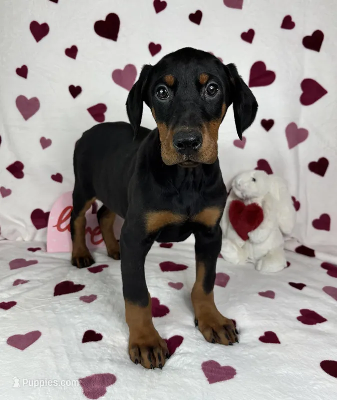 Daisey, a female Doberman Pinscher for sale in Greenfield, IN – Photo 1 of 5