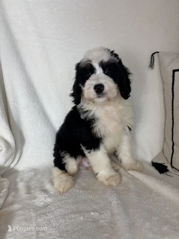 Mozart – Bernedoodle puppy for sale in Greenfield, IN