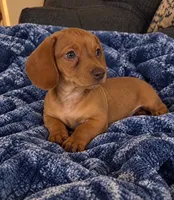 Daisey, a female Dachshund for sale in Greenfield, IN – 3 of 4