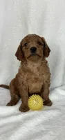Skipper, a male Miniature Goldendoodle for sale in Greenfield, IN – Photo 1 of 5
