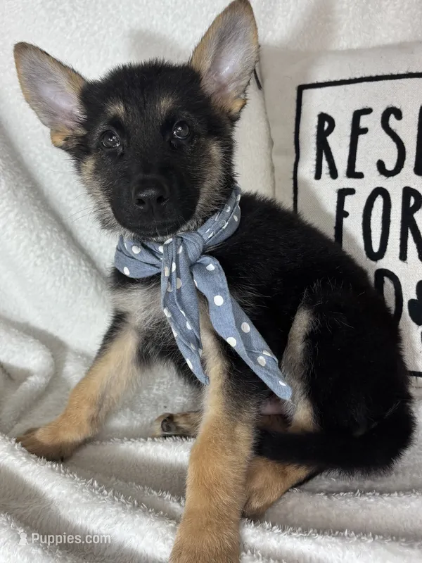 Gage – German Shepherd Dog puppy for sale in Greenfield, IN