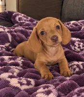 Duke, a male Dachshund for sale in Greenfield, IN – 4 of 5