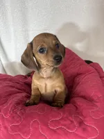 Daisey, a female Dachshund for sale in Greenfield, IN – 6 of 6