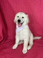 Gracie, a female English Cream Golden Retriever for sale in Greenfield, IN – 2 of 4