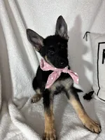 Glenda, a female German Shepherd Dog for sale in Greenfield, IN – 6 of 7