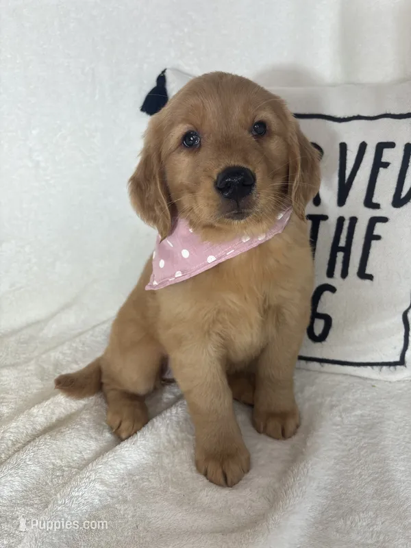 Marigold – Golden Retriever puppy for sale in Greenfield, IN