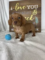 Duke, a male Dachshund for sale in Greenfield, IN – 2 of 5