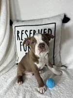 Ben, a male Boston Terrier for sale in Greenfield, IN – 3 of 5
