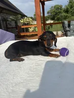 Belle, a female Dachshund for sale in Greenfield, IN – 6 of 6