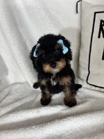 Mira, a female Bernedoodle for sale in Greenfield, IN – 6 of 6